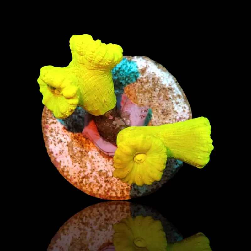 Caulastrea sp. Ultra Green bestellen ? l Coralandfishstore.nl