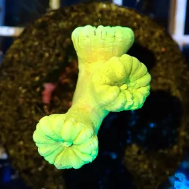 Kaulastrea sp. Ultra Green bestellen? l Coralandfishstore.nl