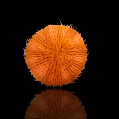 Kaufen Sie Fungia sp Ultra Orange | Coralandfishstore.nl