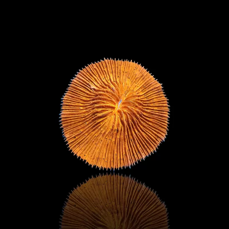 Kaufen Sie Fungia sp Ultra Orange | Coralandfishstore.nl