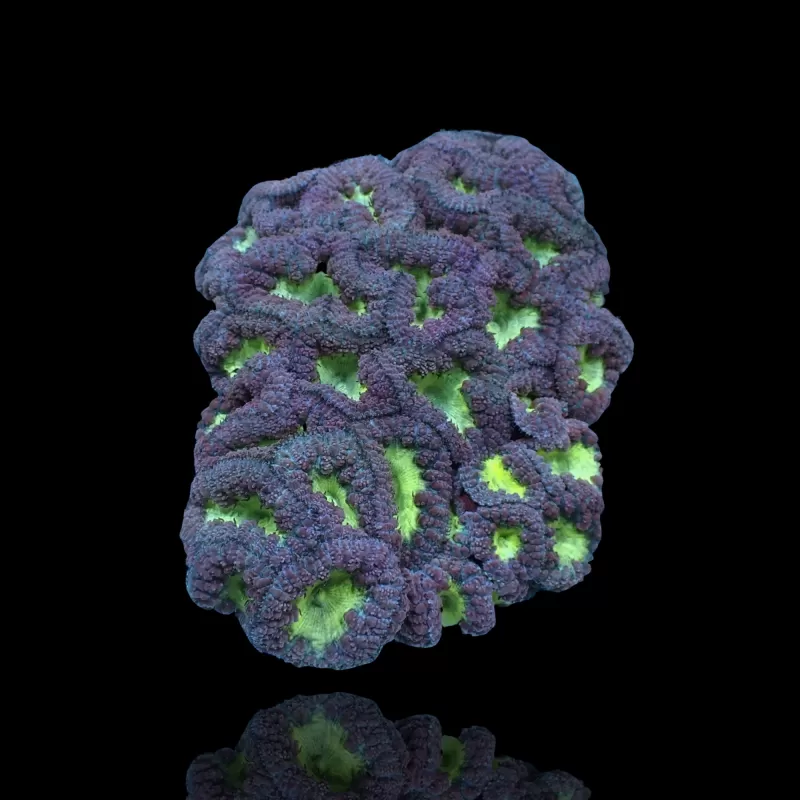 Blastomusa Wellsi Green S-size (5 a 7cm) kopen | Coralandfishstore.nl