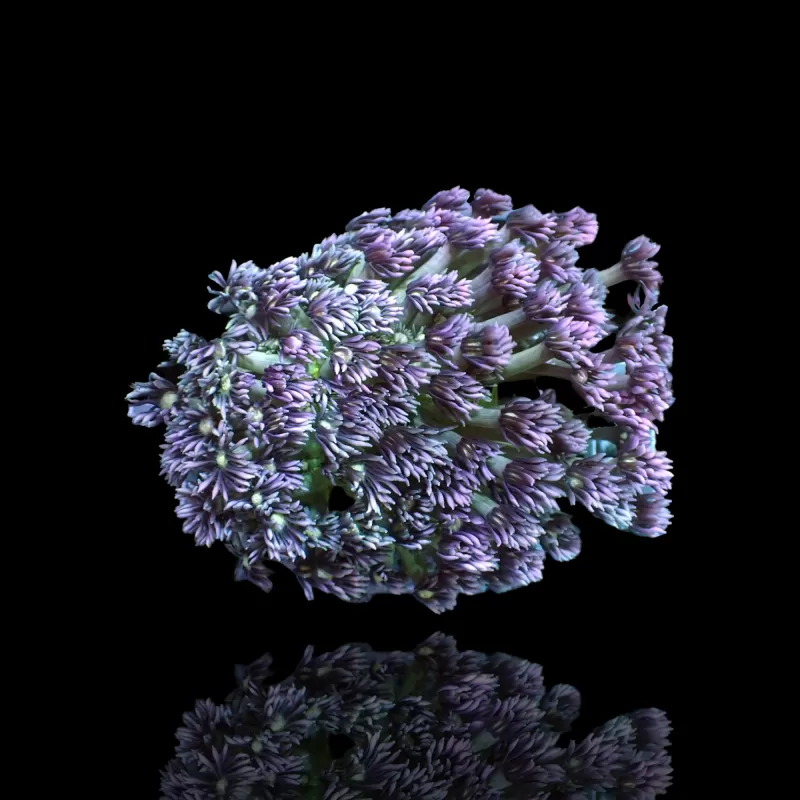 Goniopora Tenuidens Purple Indonesie S-size  kopen | Coralandfishstore.nl