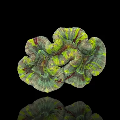 Trachyphyllia Geoffroyi sp. kaufen | Coralandfishstore.nl