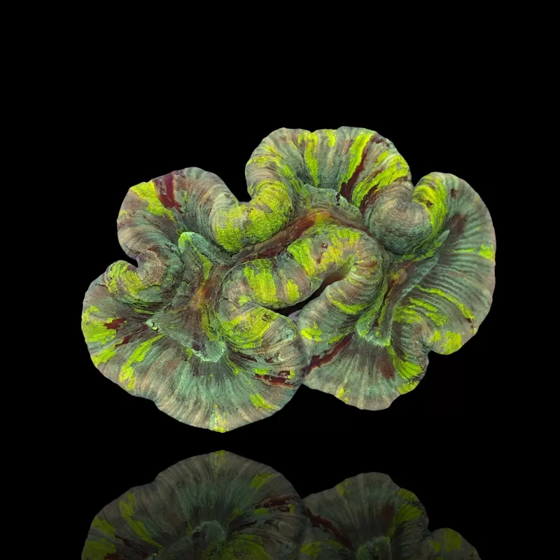 Trachyphyllia Geoffroyi sp. kaufen | Coralandfishstore.nl