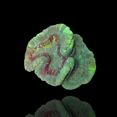 Trachyphyllia Geoffroyi sp. kaufen | Coralandfishstore.nl
