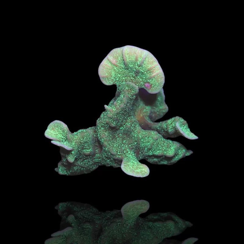 Pavona Cactus  bestellen ? l Coralandfishstore.nl