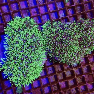 Soft Coral Pack ✔ Bestel eenvoudig online! ✔ Laagste prijs