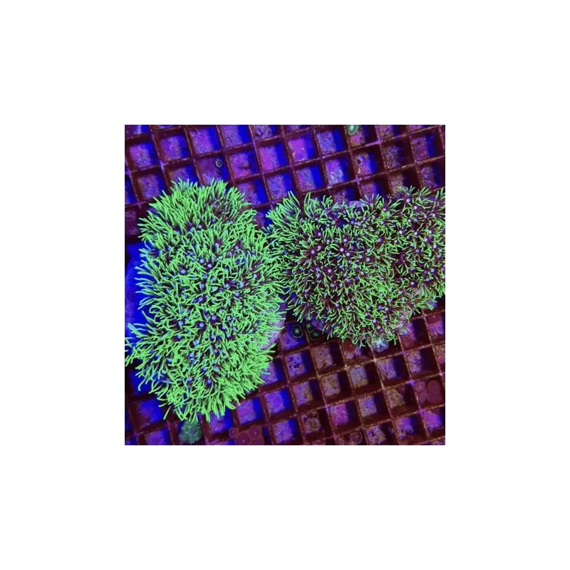 Soft Coral Pack ✔ Bestel eenvoudig online! ✔ Laagste prijs