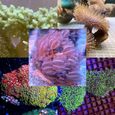 Soft Coral Pack