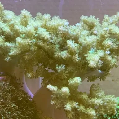 Soft Coral Pack ✔ Bestel eenvoudig online! ✔ Laagste prijs