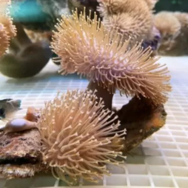 Soft Coral Pack ✔ Bestel eenvoudig online! ✔ Laagste prijs