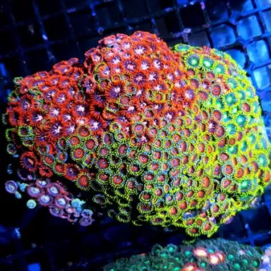 Weichkorallen-Paket ✔ Einfach online bestellen! ✔ Niedrigster Preis