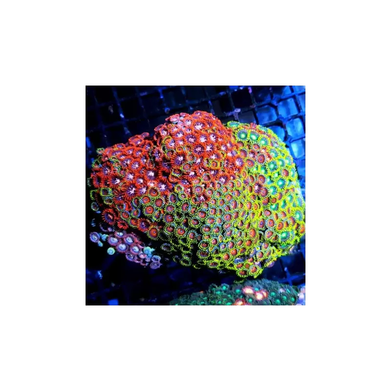 Soft Coral Pack ✔ Bestel eenvoudig online! ✔ Laagste prijs