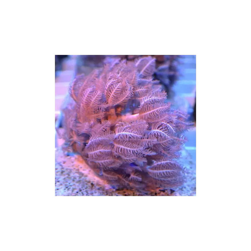 Soft Coral Pack ✔ Bestel eenvoudig online! ✔ Laagste prijs