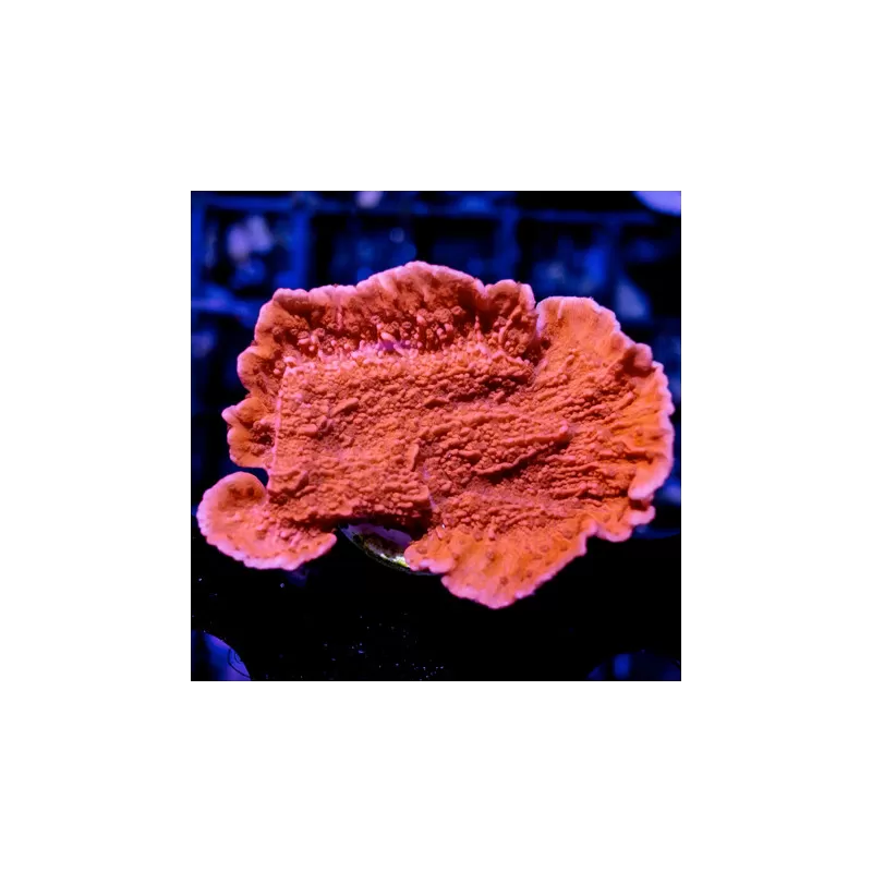 SPS Hard Coral Pack ✔ Bestel eenvoudig online! ✔ Laagste prijs