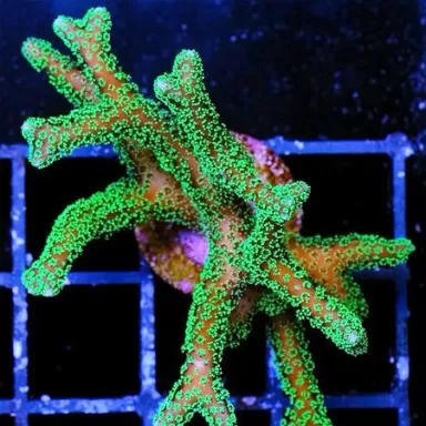 SPS Steinkorallen Pack ✔ Einfach online bestellen! ✔ Niedrigster Preis