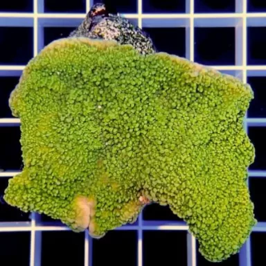 SPS Hard Coral Pack ✔ Bestel eenvoudig online! ✔ Laagste prijs