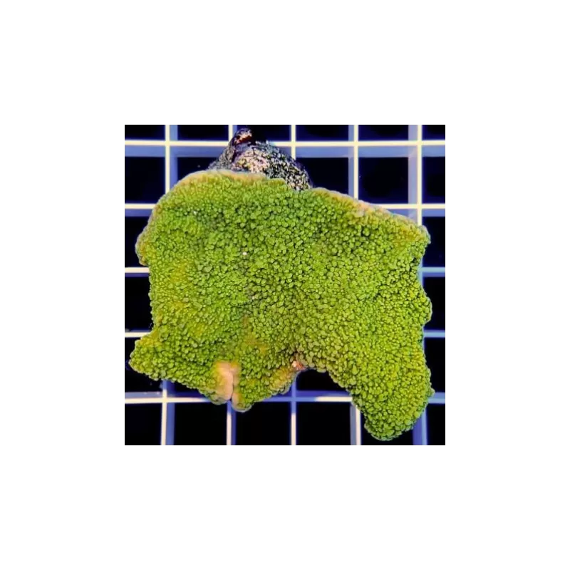 SPS Hard Coral Pack ✔ Bestel eenvoudig online! ✔ Laagste prijs