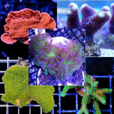 SPS - Hard Coral Pack (5 stuks)