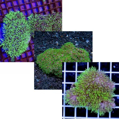 Starpolyp Pack ✔ Einfach online bestellen! ✔ Niedrigster Preis