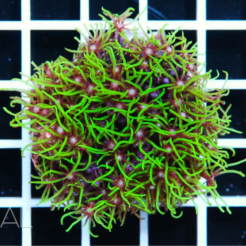 Starpoliep Pack ✔ Bestel eenvoudig online! ✔ Laagste prijs