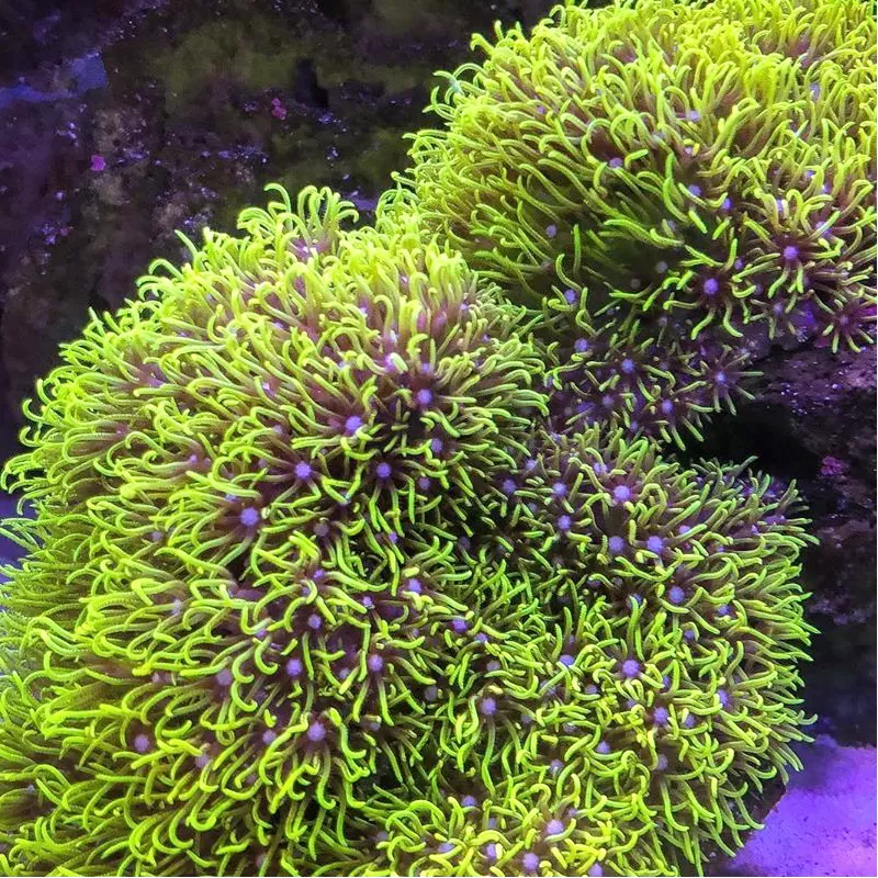 Starpoliep Pack ✔ Bestel eenvoudig online! ✔ Laagste prijs