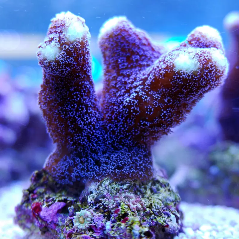 Duo Pack Stylophora + Montipora ✔ Einfach online bestellen! ✔ Niedrigster Preis