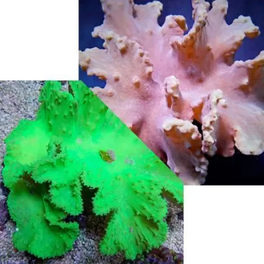 Duo Pack Sinularia Dura Green + Pink