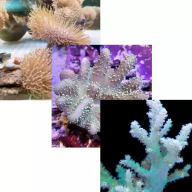 Lederpaket ✔ Einfach online bestellen! ✔ Niedrigster Preis