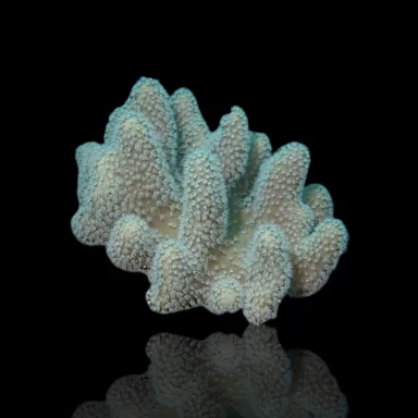 Leder Pack ✔ Bestel eenvoudig online! ✔ Laagste prijs