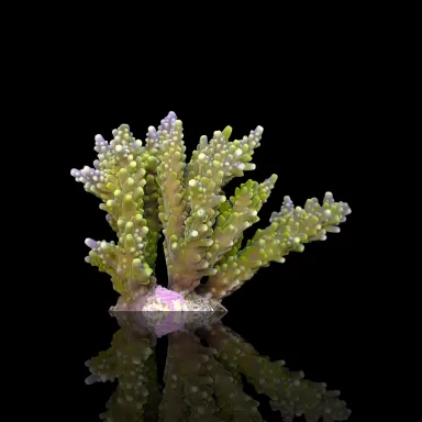 Acropora Frag Pack ✔ Einfach online bestellen! ✔ Niedrigster Preis