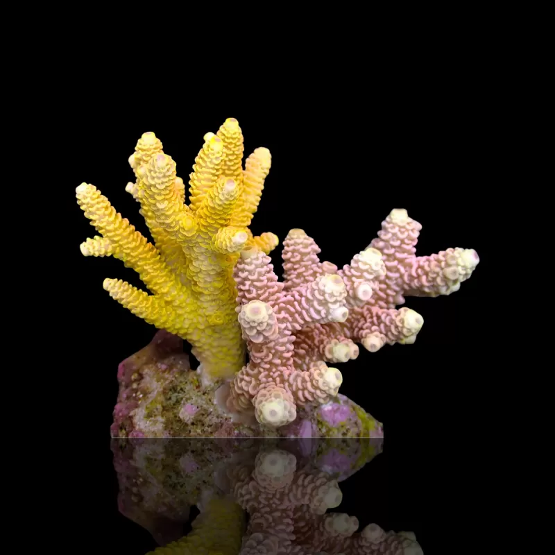 Acropora Frag Pack ✔ Bestel eenvoudig online! ✔ Laagste prijs