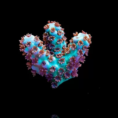 Acropora Frag Pack ✔ Bestel eenvoudig online! ✔ Laagste prijs