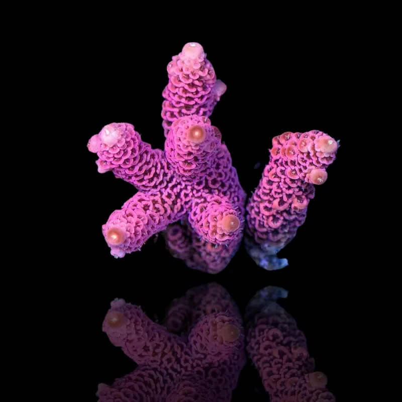 Acropora Frag Pack ✔ Bestel eenvoudig online! ✔ Laagste prijs