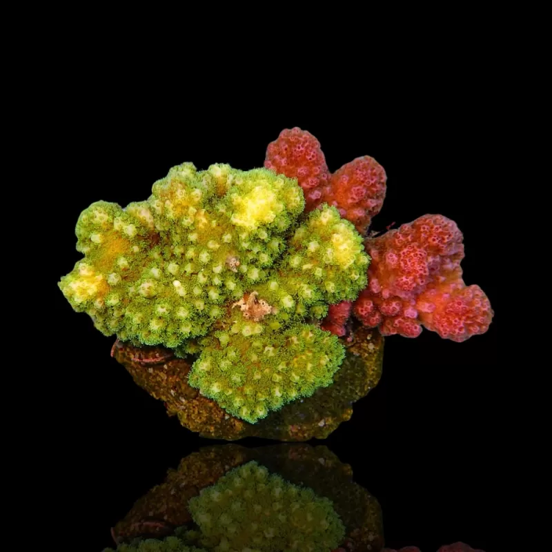 Acropora Frag Pack ✔ Bestel eenvoudig online! ✔ Laagste prijs