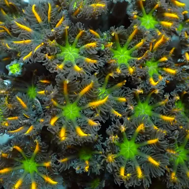 Poliepen Pack ✔ Bestel eenvoudig online! ✔ Laagste prijs