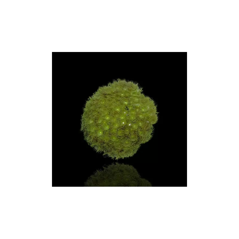 Polypen Pack ✔ Einfach online bestellen! ✔ Niedrigster Preis