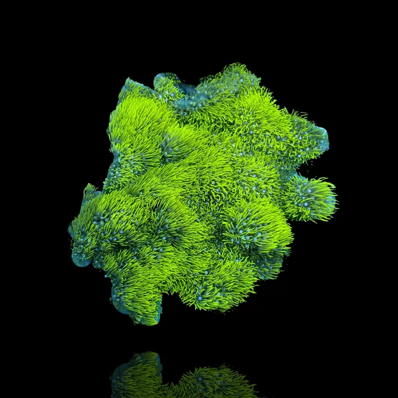 Poliepen Pack ✔ Bestel eenvoudig online! ✔ Laagste prijs