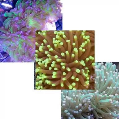 Euphyllia Pack (3stuks)