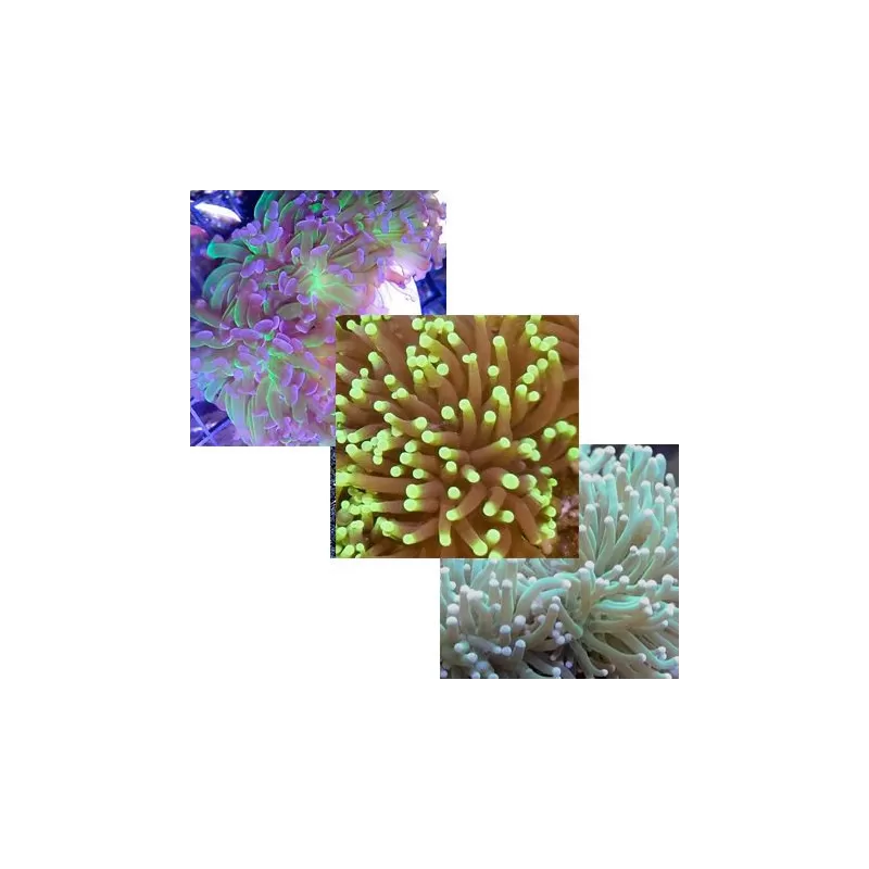 Euphyllia Pack (3stuks)