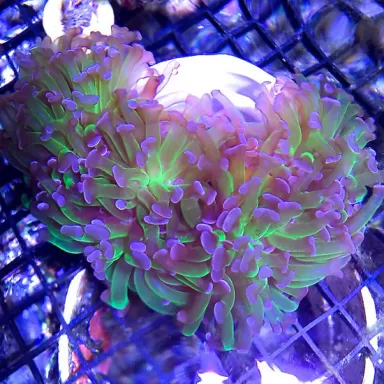 Euphyllia Pack ✔ Bestel eenvoudig online! ✔ Laagste prijs