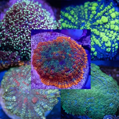 Rhodactis Pack ✔ Einfach online bestellen! ✔ Niedrigster Preis