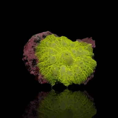 Rhodactis Pack ✔ Bestel eenvoudig online! ✔ Laagste prijs