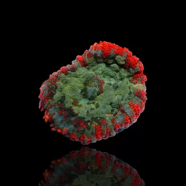 Rhodactis Pack ✔ Einfach online bestellen! ✔ Niedrigster Preis