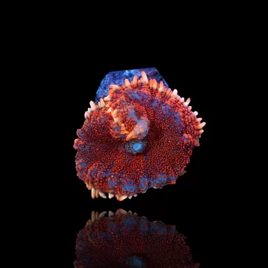 Rhodactis Pack ✔ Bestel eenvoudig online! ✔ Laagste prijs