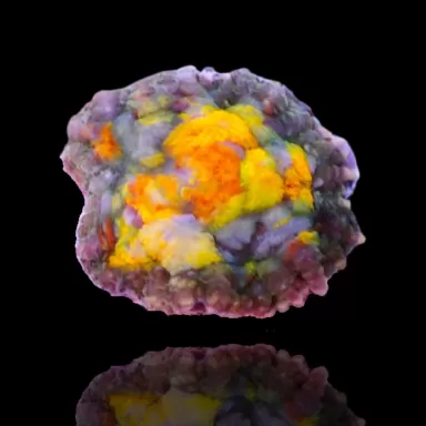 Rhodactis Pack ✔ Bestel eenvoudig online! ✔ Laagste prijs