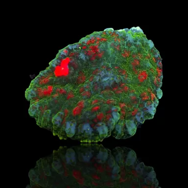 Rhodactis Pack ✔ Einfach online bestellen! ✔ Niedrigster Preis