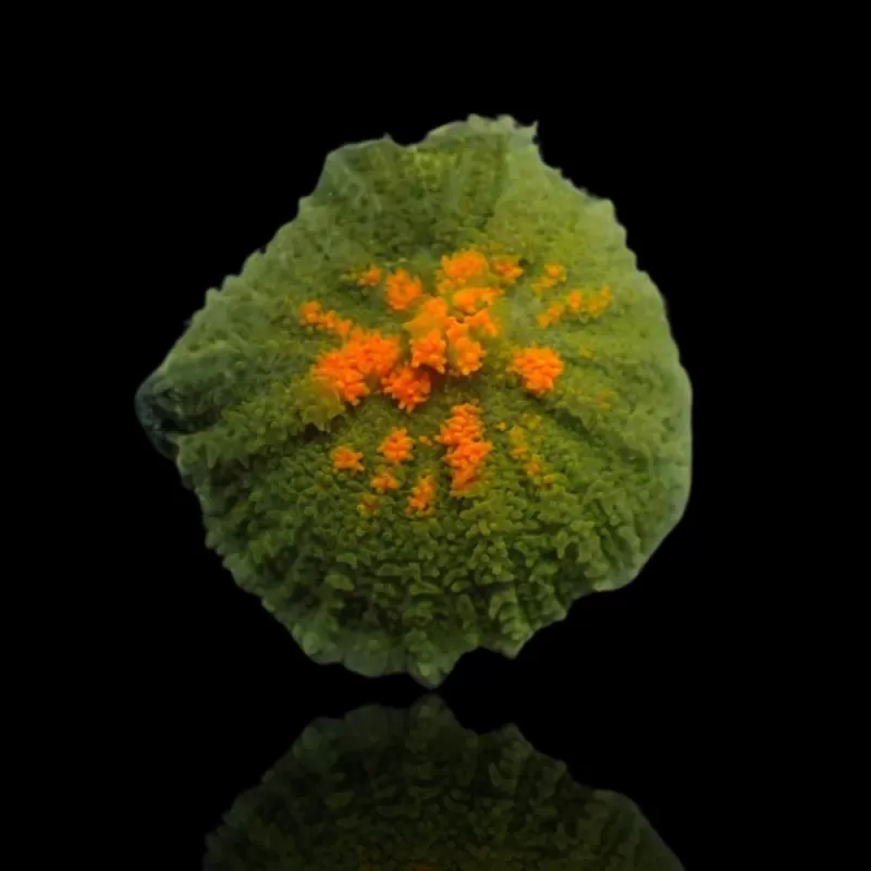 Rhodactis Pack ✔ Einfach online bestellen! ✔ Niedrigster Preis