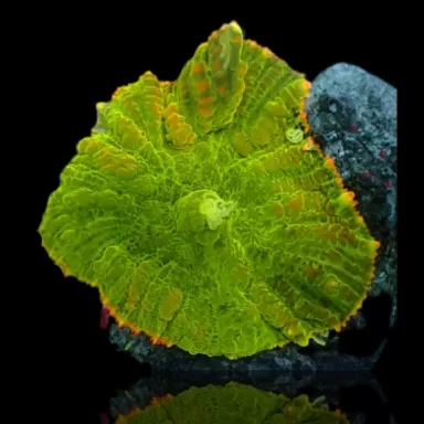 Rhodactis Pack ✔ Bestel eenvoudig online! ✔ Laagste prijs