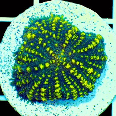 Rhodactis Pack ✔ Bestel eenvoudig online! ✔ Laagste prijs